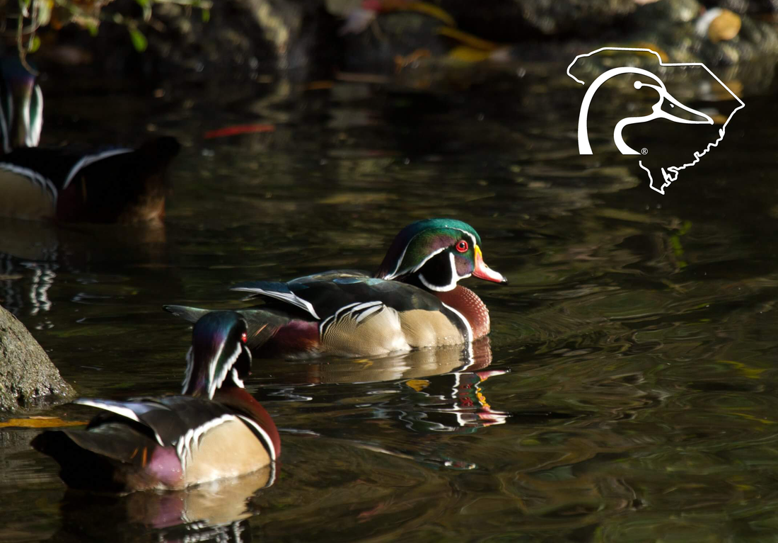 Non-Profit Partner Highlight: Charleston Ducks Unlimited